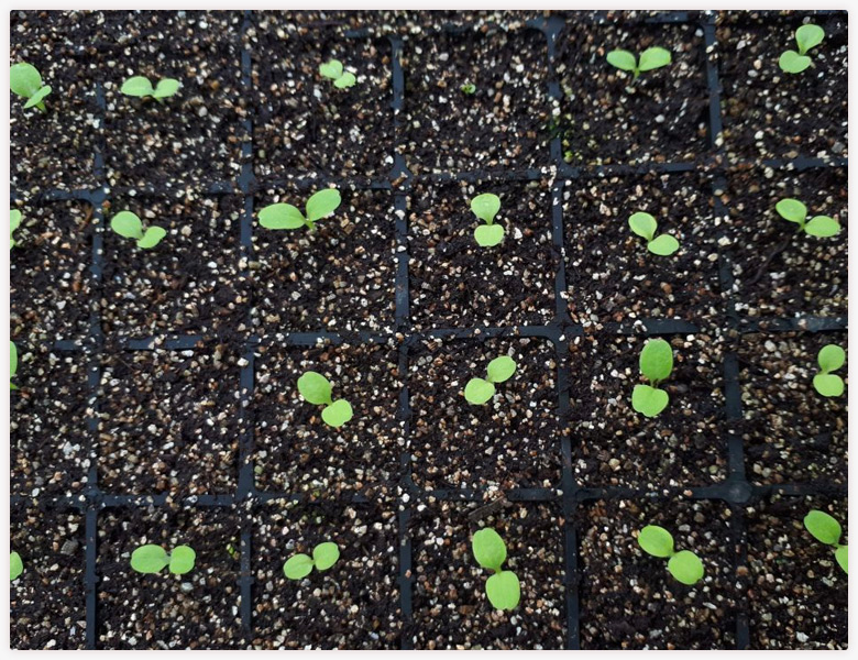 ab ambiental substratos para hortifruti